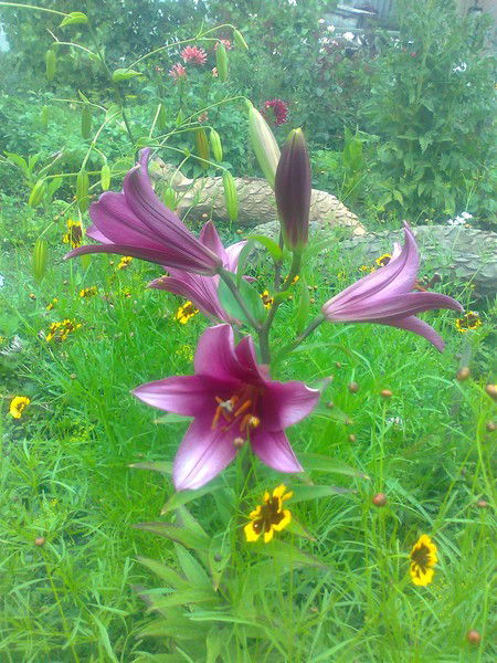 Светлана Ровенских