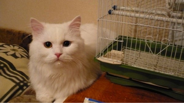 Анжелика Попова