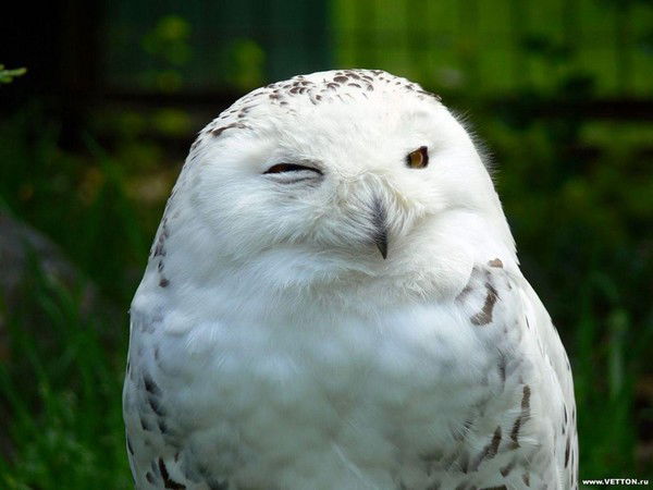 Надежда Лукашина