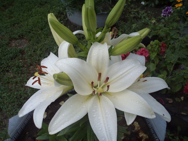 Людмила Астраханцева