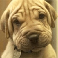 Андрей Забелин