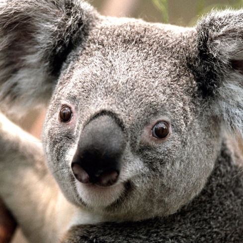 Юлия Сафронова