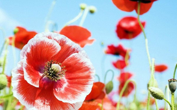 Светлана Бабанова