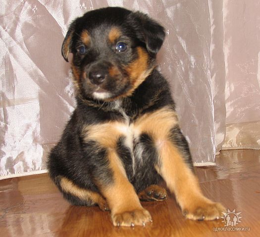 Елена Голубева