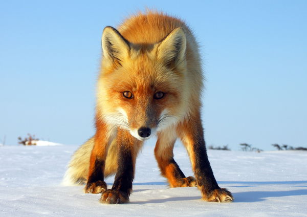 Марья Мышкина