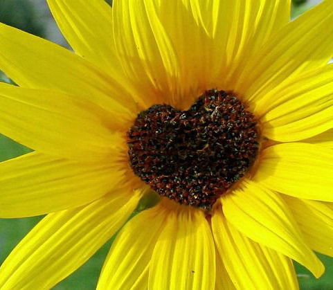 Лола Сафарова