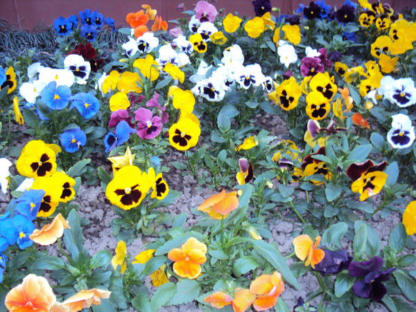 Роман Логунов