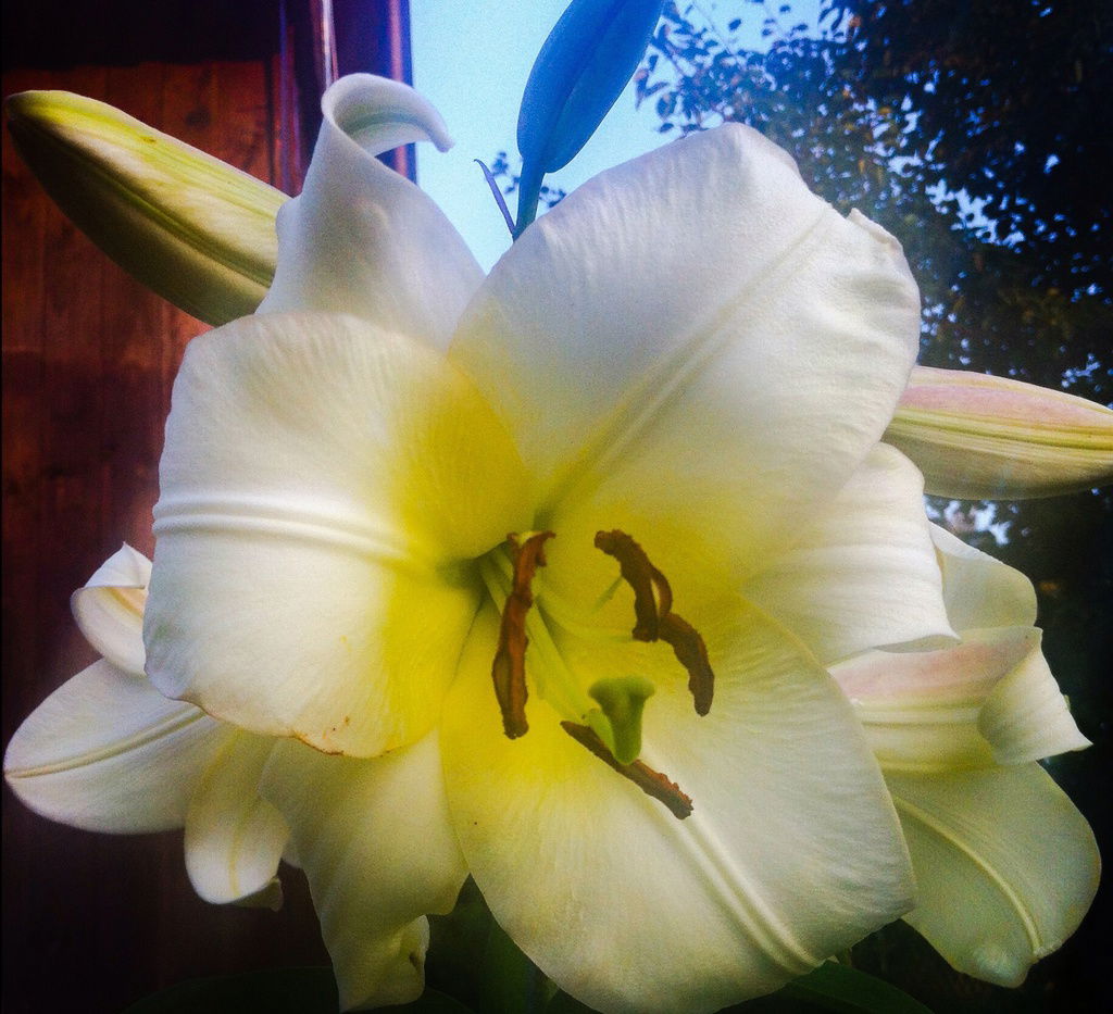 Венерочка *********