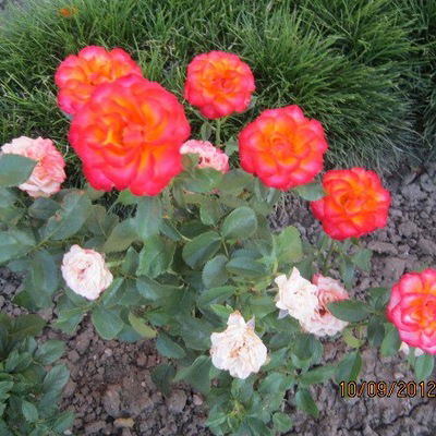 Ольга Гончарова