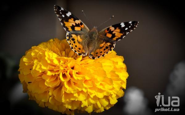 Наталья Трасковская