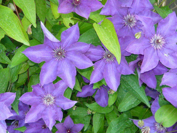 Анна Селютина