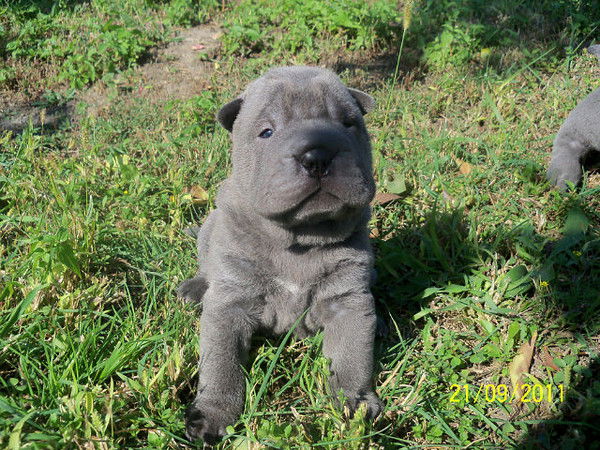 Олег Сурненков