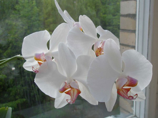 Елена Соколова