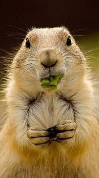 Никита Брезгин