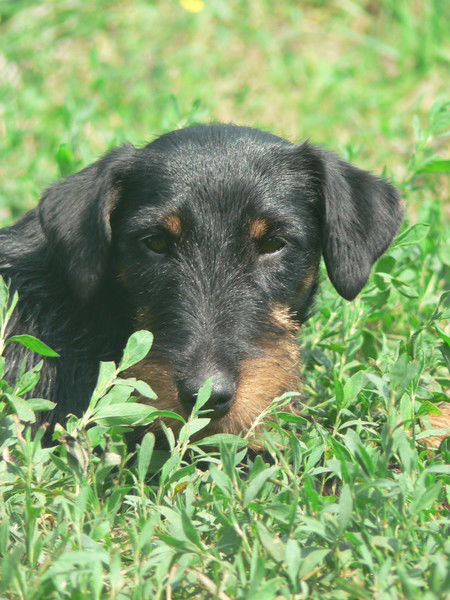 Ольга Кореева