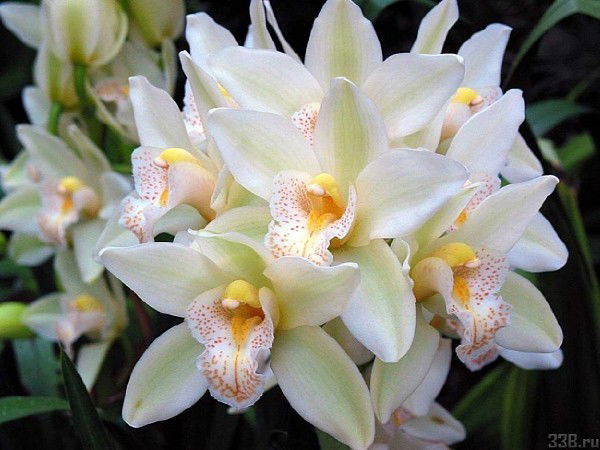 Любовь Алексеева