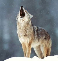 Павел Лойфман