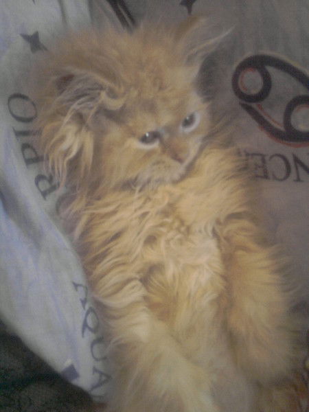 Ольга Павленко