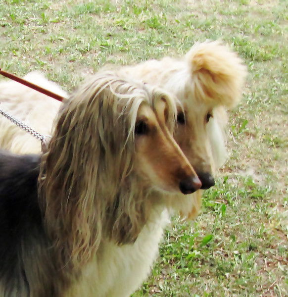 Тишь Полозова