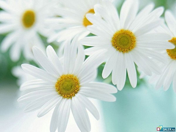 Эльвира Сергеева