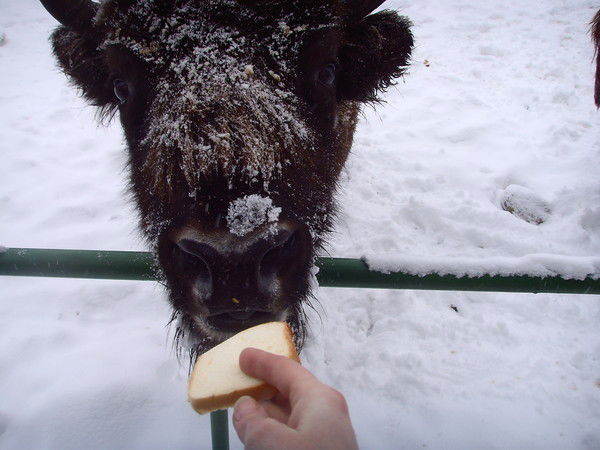 Ирина Гусева