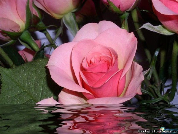 Таня Скалка