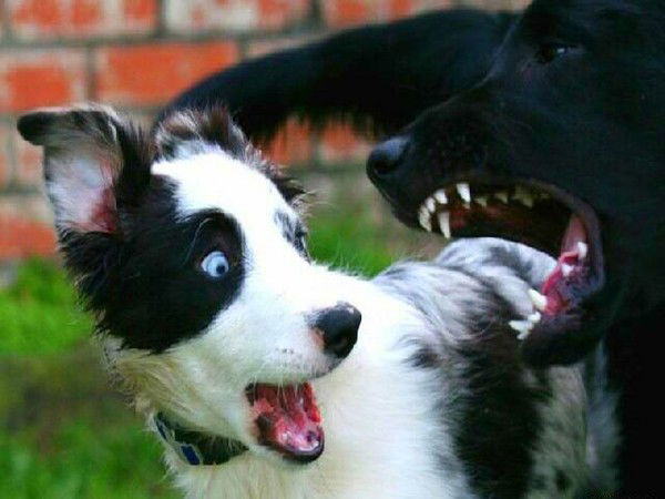 Сергей Лисовец