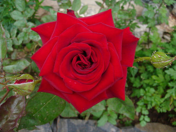 Алена Пономарева