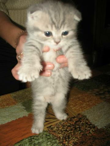 Михаил Носик