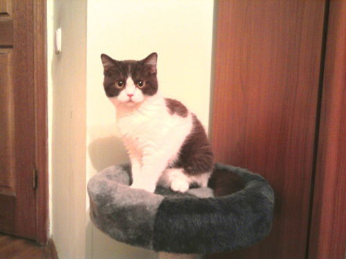 Николай Удалых