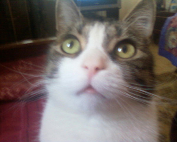 Нина Приходько