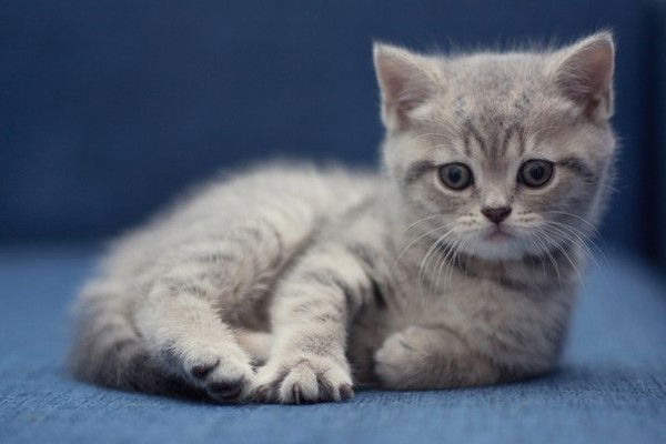 Даша Савичева