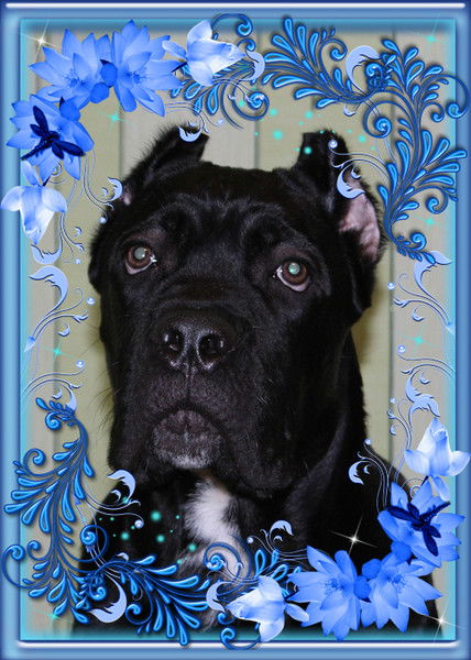 Мария Григоренко