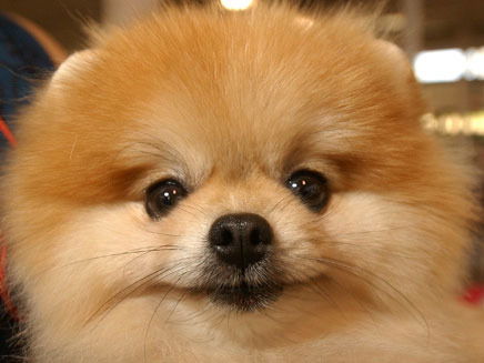 Лариса Бродская