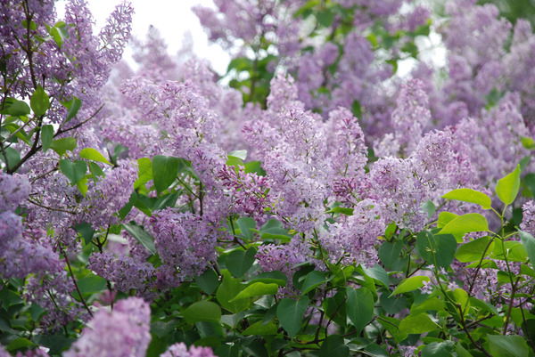 Марина Храмова