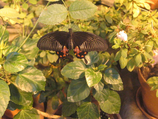 Оксана Степанова