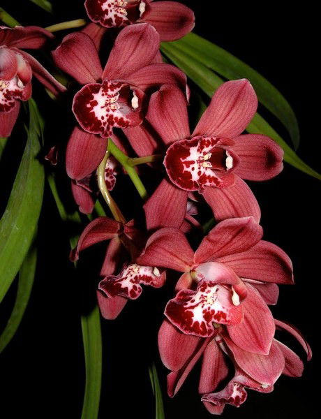 Ирина Загадка