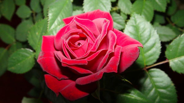 Тоо "альмиранц"