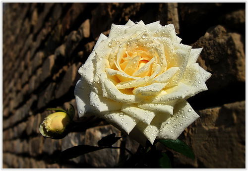 Оксана Голомидова