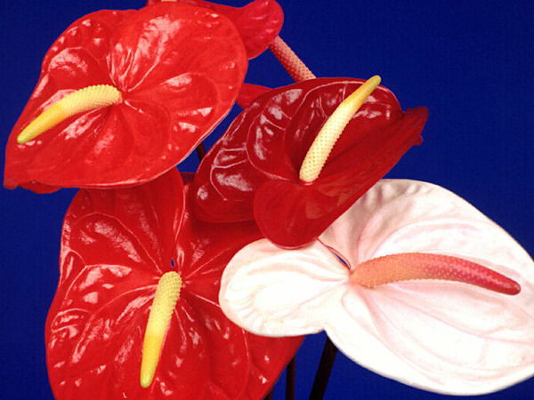 Эльмира Эмма