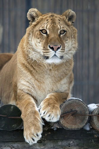 Лариса Терновая
