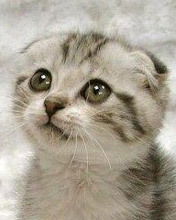 Елена Светлакова