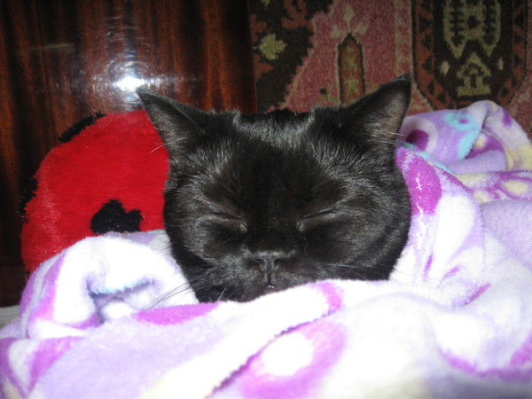 Елена Семенюк