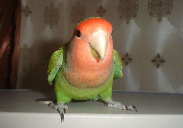 Дмитрий Борботько