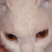 Тимофей Антошин