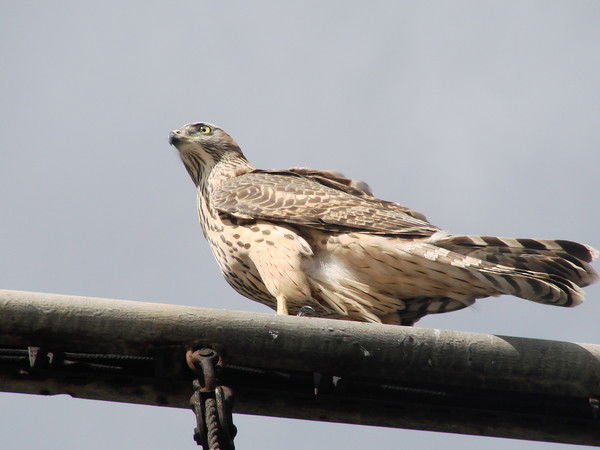 Андрей Бурый