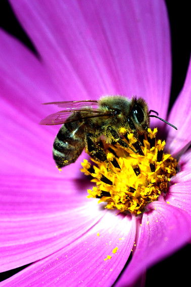 Юлия Короленко