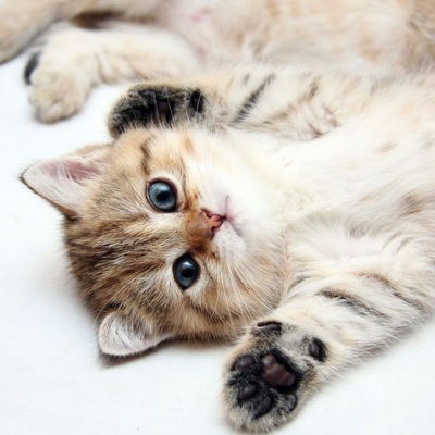 Екатерина Флорьянович