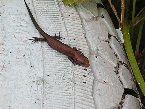 Наталья Кунякина