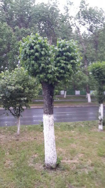 Айжан Шомбинова